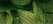 Dew drops on wide green leaves