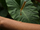 A drop of serum running down a large green leaf