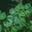 Water droplets on round green leaves