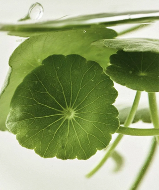 Centella Calm Serum appliqué sur la peau