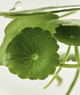 Centella Calm Serum appliqué sur la peau